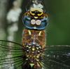 328159 – Photo : Oryctes – France (59)